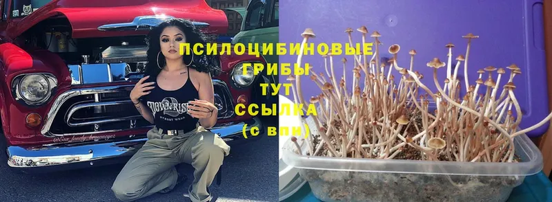 Галлюциногенные грибы Psilocybine cubensis  Ставрополь 